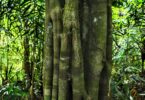Aspidosperma brasiliense A.S.S.Pereira & A.C.D.Castello