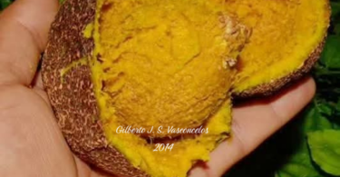 Fruto de Oiti coró - Couepia rufa Ducke .