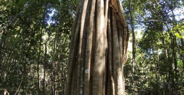 Aspidosperma brasiliense A.S.S.Pereira & A.C.D.Castello