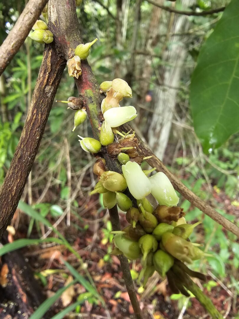 Pouteria nordestinensis Alves-Araújo & M.Alves