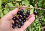 Pouteria gardneri (Mart. & Miq.) Baehni