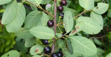 Pouteria gardneri (Mart. & Miq.) Baehni