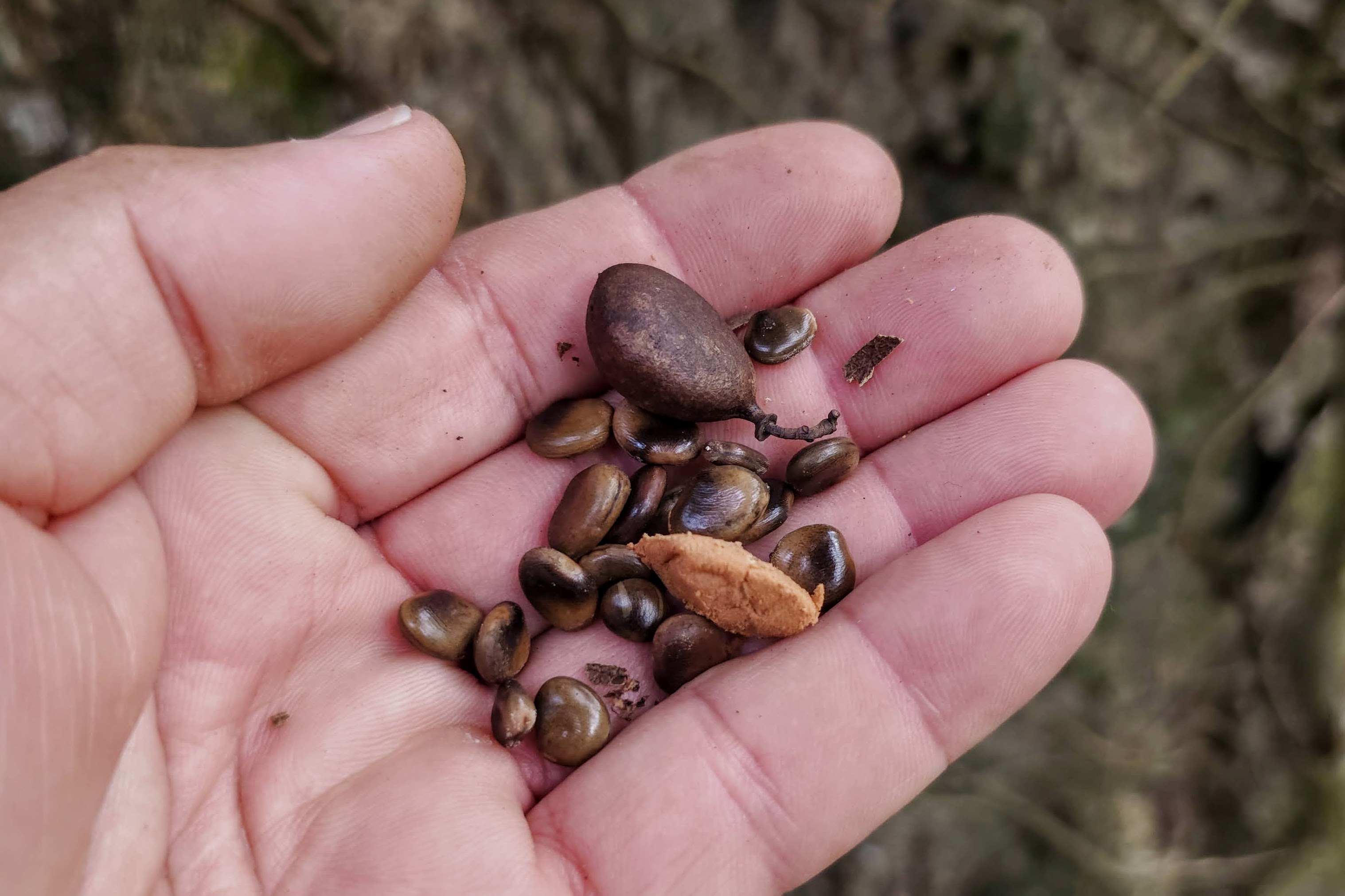 Sementes de Dialium guianense (Aubl.) Sandwith