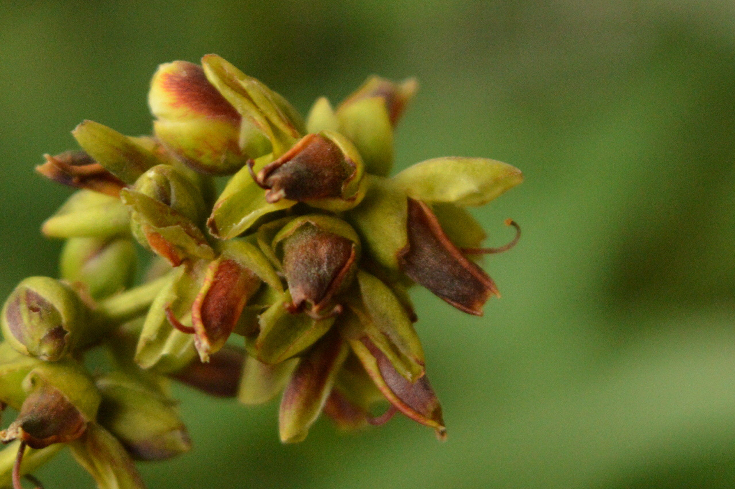 Pau terra - Qualea cryptantha (spreng.) warm.