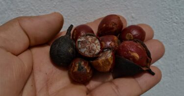Urucuba - Virola gardneri