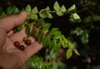 Myrciaria cambuca - frutos e ramos 2016