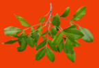Chamaecrista eitenorum. (H.S.Irwin & Barneby) H.S.Irwin & Barneby (Copy)