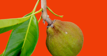 Pouteria venosa (Mart.) Baehni - fruto