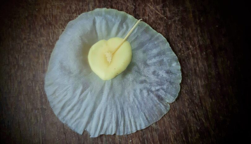 Aspidosperma cf. melanocalyx Müll.Arg