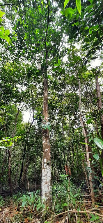 Annona salzmannii A.DC