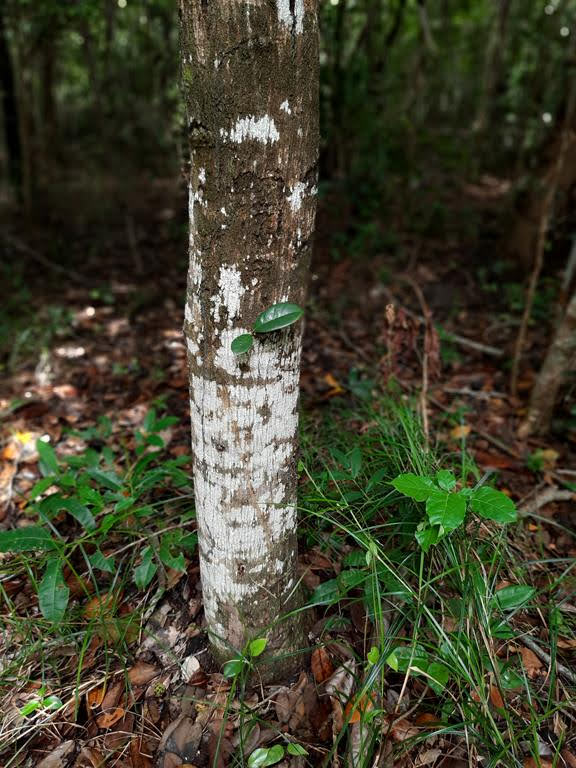 Annona salzmannii A.DC