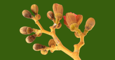 Hymenaea rubiflora Ducke