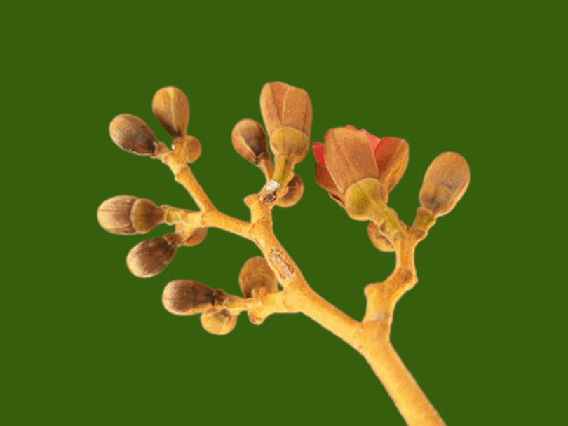 Hymenaea rubriflora Ducke