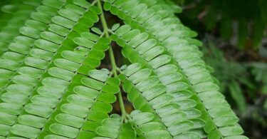 Albizia polycephala (Benth)