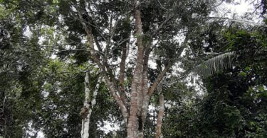 Albizia polycephala (Benth)