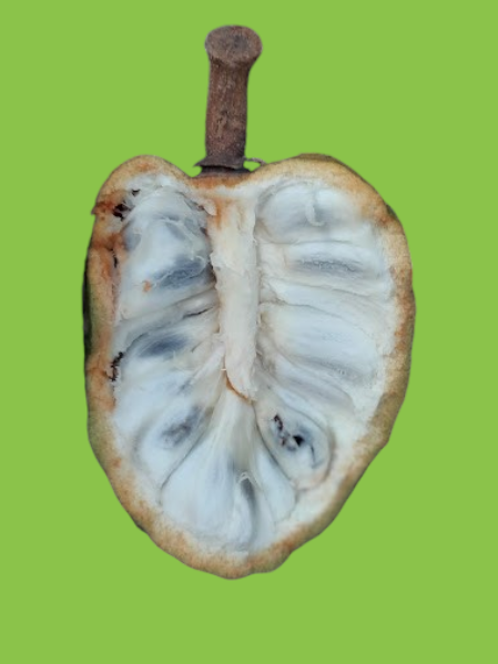 Annona salzmannii A.DC