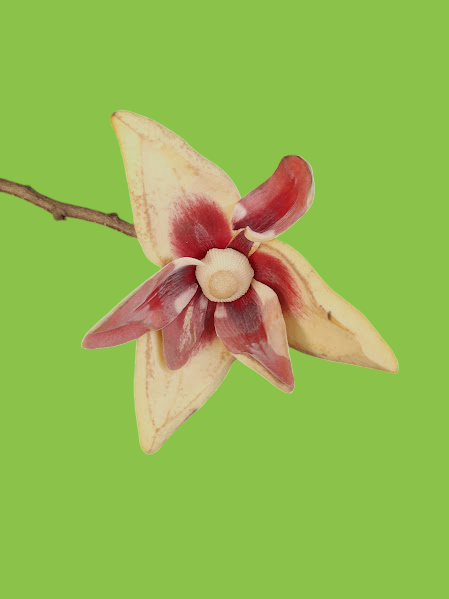 Annona salzmannii A.DC