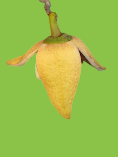 Annona salzmannii A.DC