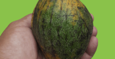 Annona salzmannii A.DC
