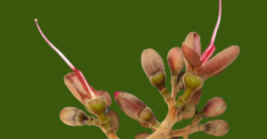 Hymenaea rubiflora Ducke