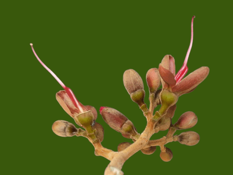 Hymenaea rubriflora Ducke