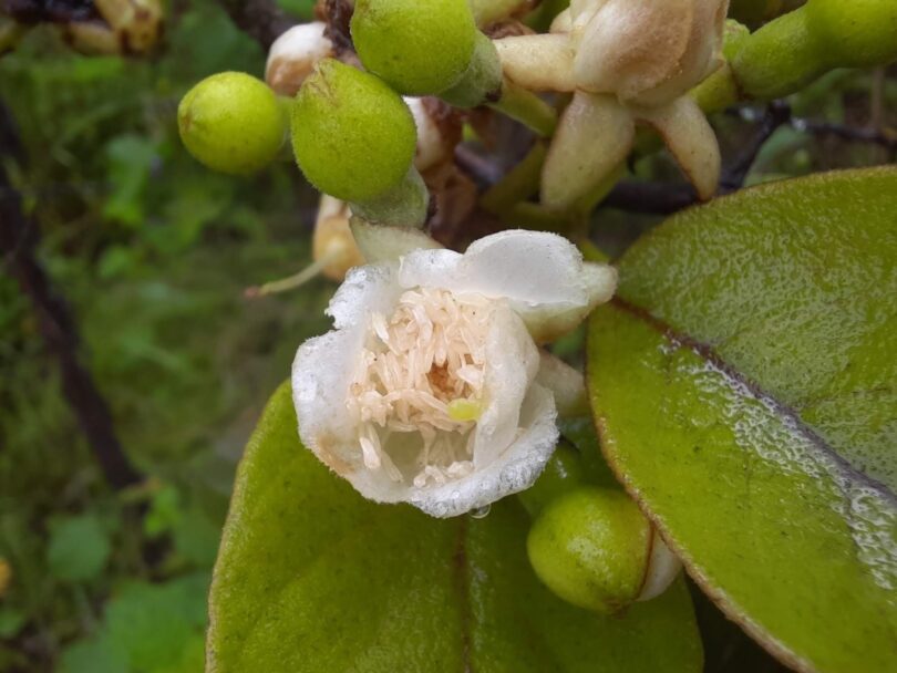 Araçá - Psidium guineense Sw.