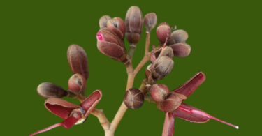 Hymenaea rubiflora Ducke
