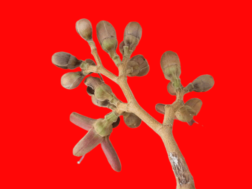 Hymenaea rubriflora Ducke