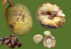 Nova espécie de Annona sp. Registro em 11 – 12 de mar. de 2023 – Feliz Deserto