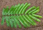 Albizia polycephala (Benth)