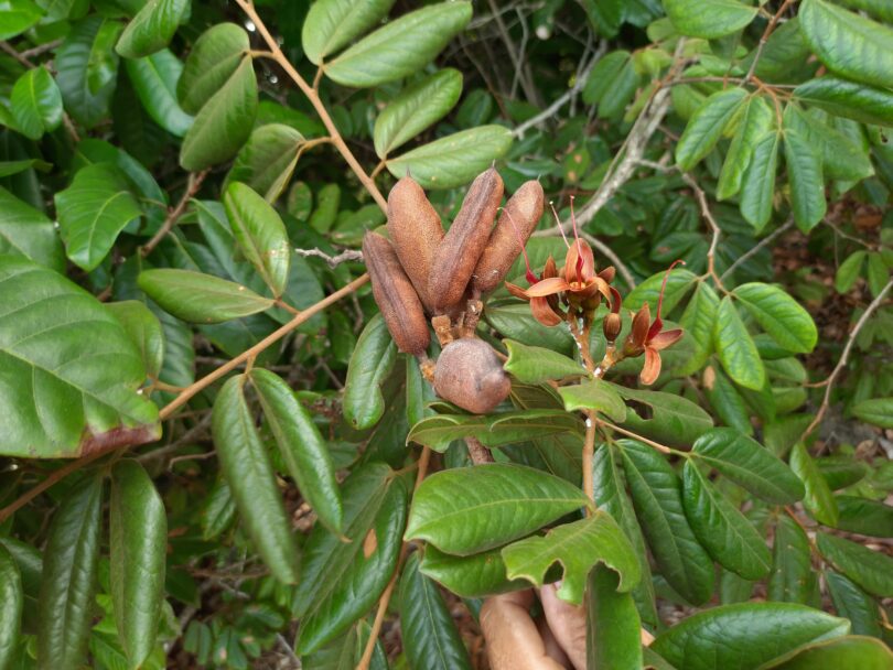 Hymenaea rubiflora Ducke