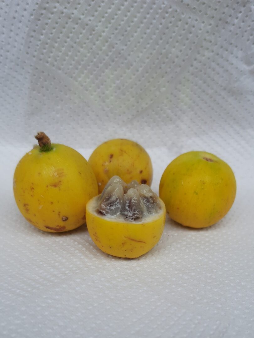 Fruto de Aguaí - Chrysophyllum gonocarpum (Mart. & Eichler) Engl.