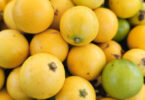 Fruto de Aguaí - Chrysophyllum gonocarpum (Mart. & Eichler) Engl.