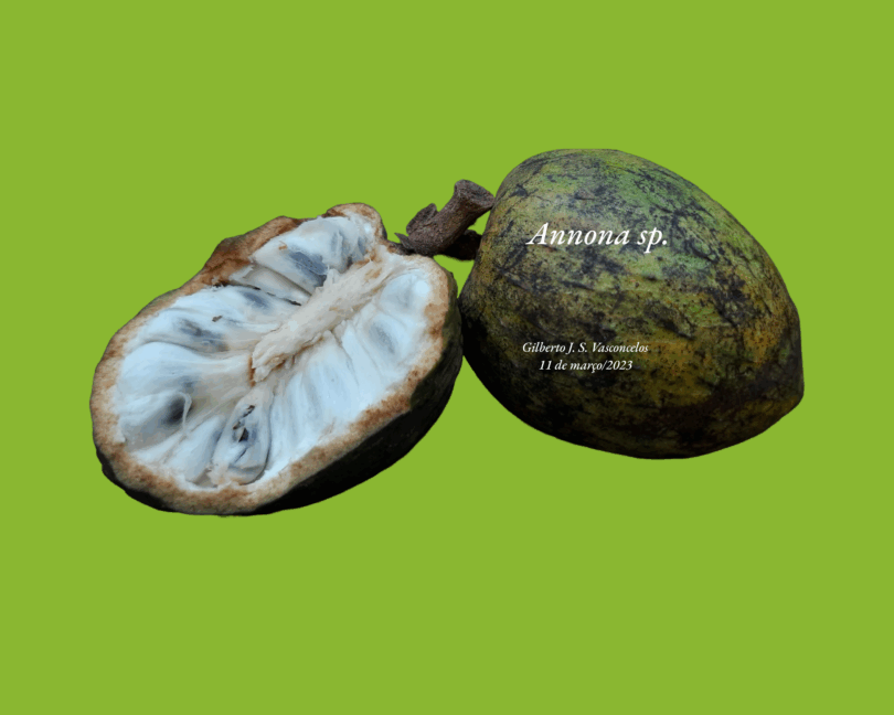 Annona salzmannii A.DC