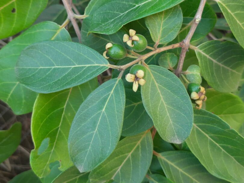Araçá - Psidium guineense Sw.