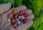 Frutos de Protium bahianum Daly