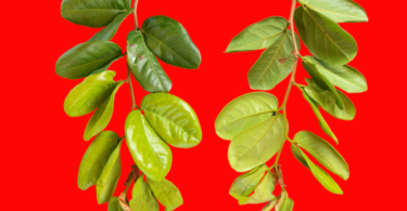 Hymenaea rubiflora Ducke