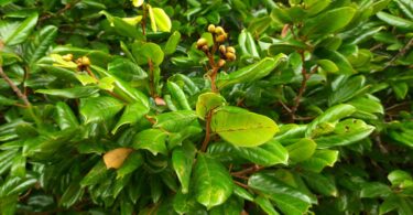 Hymenaea rubiflora Ducke