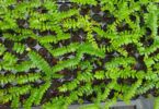 Paubrasilia echinata