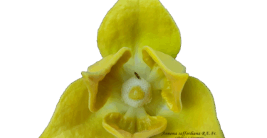 Flor de Annona saffordiana