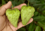 Annona saffordiana R.E.Fr