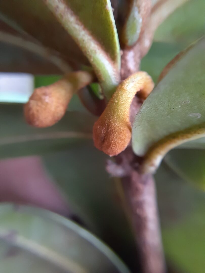 Flor de Manilkara dardanoi ducke -