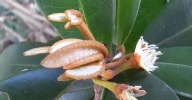 Flor de Manilkara dardanoi ducke -