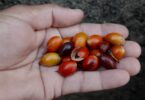 Frutos de Manilkara dardanoi ducke - Apical vista superior