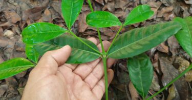 Folhas de Faramea occidentalis (L.) A.Rich.