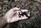 Fruto de Faramea occidentalis (L.) A.Rich.