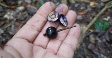 Fruto de Faramea occidentalis (L.) A.Rich.