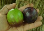 Abiu roxo - Chrysophyllum cainito L