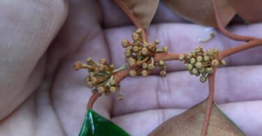 Abiu roxo - Chrysophyllum cainito L