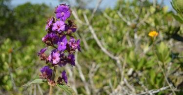 Reserva da Pedra Talhada